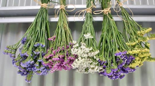 Blüten trocknen: Ein Leitfaden für Blumentrocknungstechniken und kreative Anwendungen