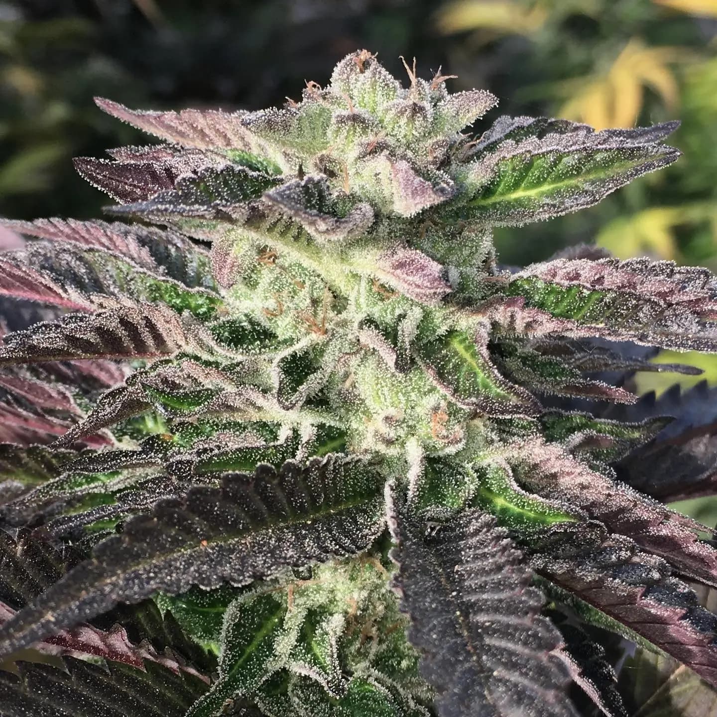 Begrenzte Verfügbarkeit: Schnapp dir deine Platinum Mimosa Cookies Double XL Autoflower!