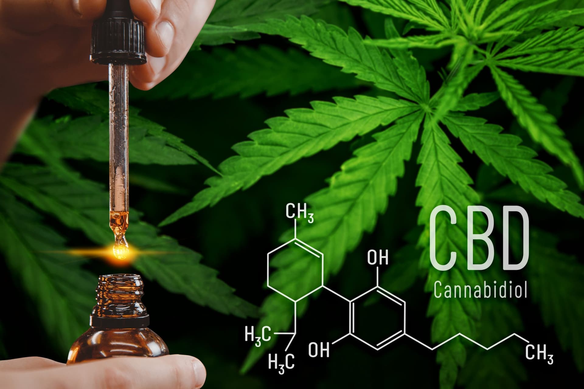 Neue Sorten ausprobieren und jetzt Cannabis Samen bestellen