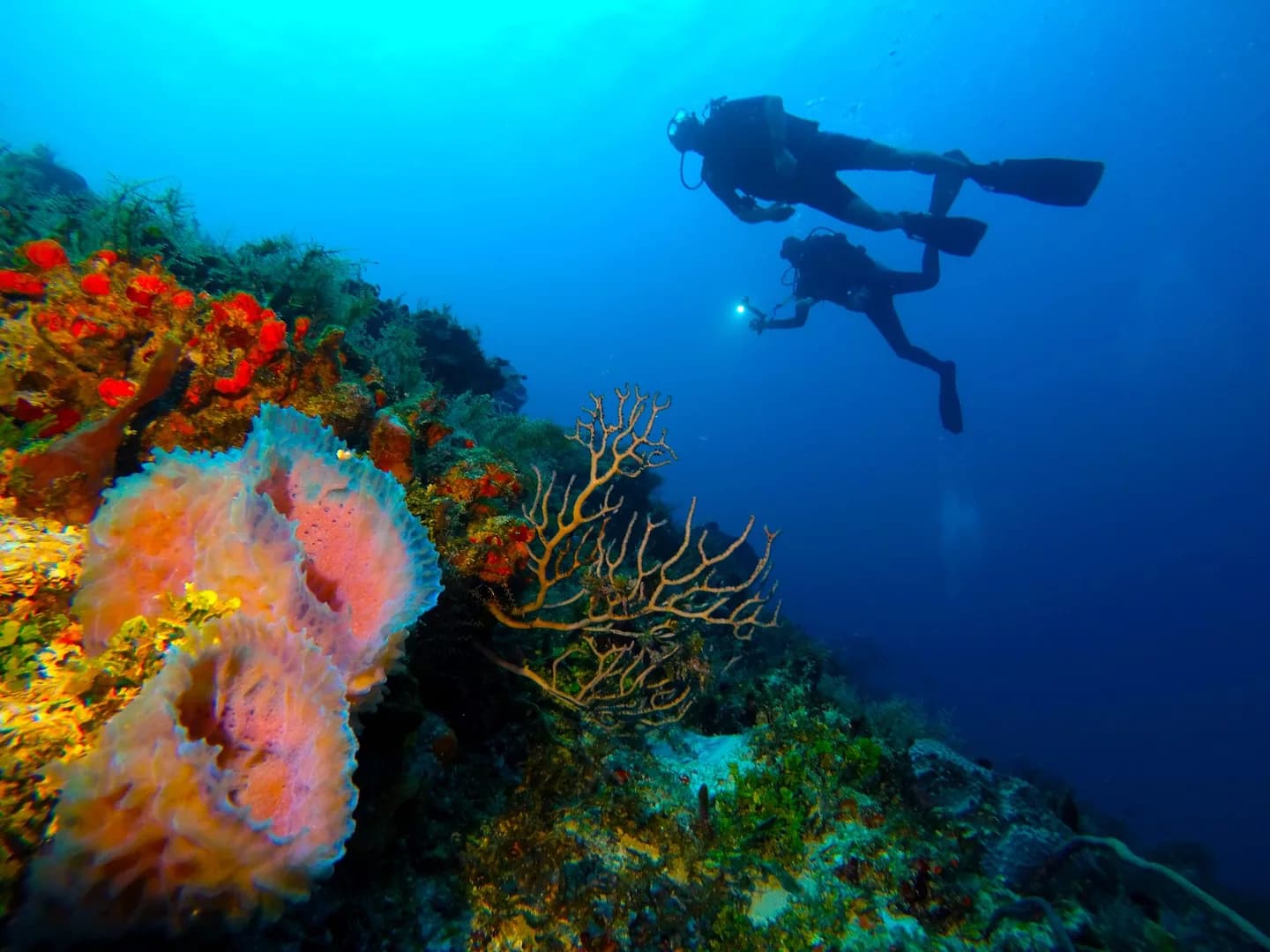 Abenteuer pur: Tauchen Mexiko mit DeepDiveMexico in Playa del Carmen und Cozumel