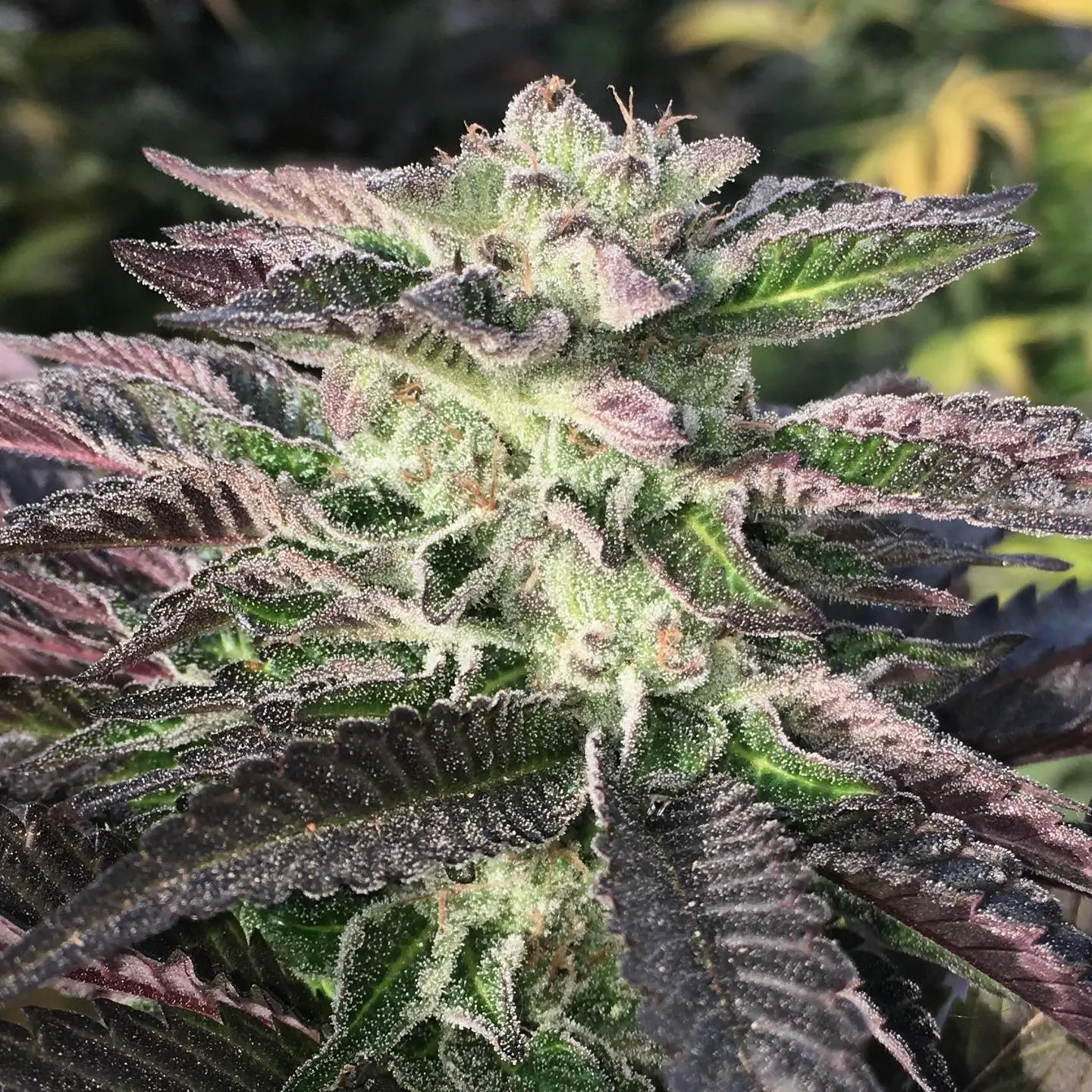 Begrenzte Verfügbarkeit: Schnapp dir deine Platinum Mimosa Cookies Double XL Autoflower!