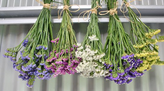 Blüten trocknen: Ein Leitfaden für Blumentrocknungstechniken und kreative Anwendungen